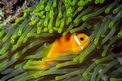 Pesce pagliaccio (Ampphirion nigripes)