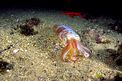 Calamaro (Loligo vulgaris)