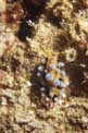 Phyllidia (Phyllidia ocellata)