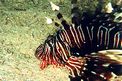 Pesce cobra (Pterois miles)