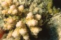 Corallo (Pocillopora n.d.)