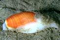Mollusco gasteropode (Scaphander lignarius)