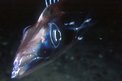 Pesce sciabola (Lepidopus caudatus)
