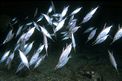 Pesce trombetta (Macrorhamphosus scolopax)