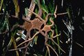 Stella serpentina liscia (Ophioderma longicaudum)
