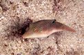 Pesce palla margherita (Canthigaster margaritata)