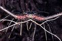 Aragosta (Panulirus versicolor)