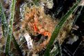 Granceola piccola (Maja crispata)