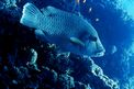 Pesce napoleone (Cheilinus undulatus)