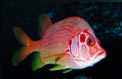 Pesce scoiattolo spinoso (Sargocentron spiniferum)