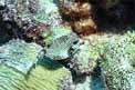 Pesce scatola (Lactophrys triqueter)