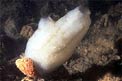 Pigna di mare (Phallusia mammillata)