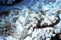 Pesce coccodrillo (Papilloculiceps longiceps)