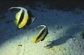 Pesce farfalla virgola (Heniochus intermedius)