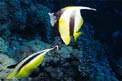 Pesce farfalla virgola (Heniochus intermedius)