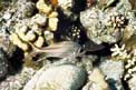 Pesce scoiattolo rosso (Sargocentron rubrum)