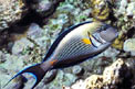 Pesce chirurgo (Acanthurus sohal)