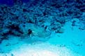 Pesce palla (Arothron stellatus)