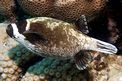 Pesce palla mascherato (Arothron diadematus)