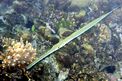 Pesce flauto (Fistularia commersonii)