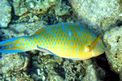 Pesce pappagallo a macche blu (Scarus ghobban)