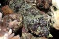 Pesce scorpione tessellato (Scorpaenopsis oxycephala)