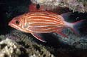 Pesce scoiattolo rosso (Sargocentron rubrum)