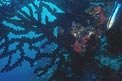 Corallo nero tropicale (Dendrophyllia micranthus)