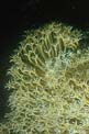 Corallo cuoio (Hetroxenia fuscescens)