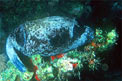 Pesce palla mascherato (Arothron diadematosus)