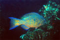 Pesce pappagallo a macche blu (Scarus ghobban)