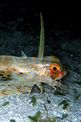 Pesce civetta (Dactyloptena orientalis)