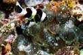 Pesce pagliaccio di barriera (Amphiprion akindynos)