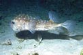 Pesce istrice (Cyclichthys spillostylus)