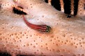Trepinne (Helcogramma striatum)