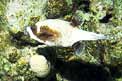 Pesce palla mascherato (Arothron diadematus)