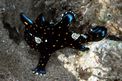Pesce rana pitturato (Antennarius pictus)