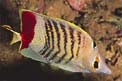Pesce farfalla coda rossa (Chaetodon paucifasciatus)