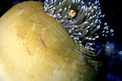 Pesce pagliaccio (Amphiprion bicinctus)