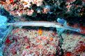 Pesce trombetta (Aulostomus chinensis)