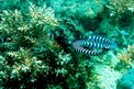 Serpente di mare (Laticauda colubrina)