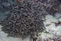 Pesce gatto di mare (Plotosus lineatus)