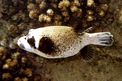 Pesce palla mascherato (Arothron diadematosus)
