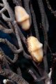 Conchiglia (Cyphoma gibbosum)