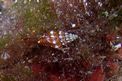 Gasteropode (Vexillum ebenus)