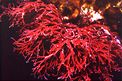 Alga rossa (Plocamium cartilagineum)