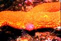 Stella rossa (Echinaster sepositus)