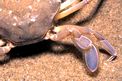 Granchio tubercolato (Macropipus tuberculatus)