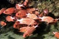 Pesce scoiattolo diadema (Sargocentron diadema)