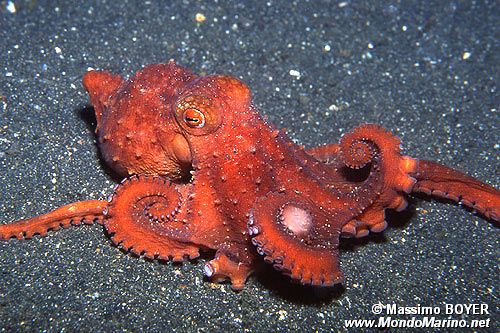 Polpo stellato (Octopus luteus)